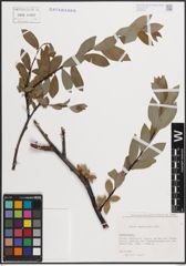 Foto von Salix daphnoides Vill.
